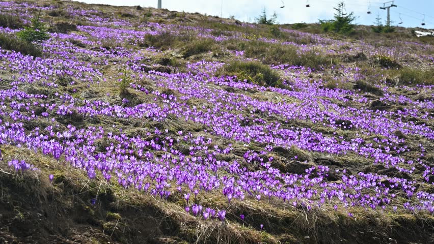 Hillside covered with purple crocuses in Carpathian mountains, signaling the arrival of spring. View near the Prislop Pass on border of the Maramureș region in springtime with chairlift, ski slope.