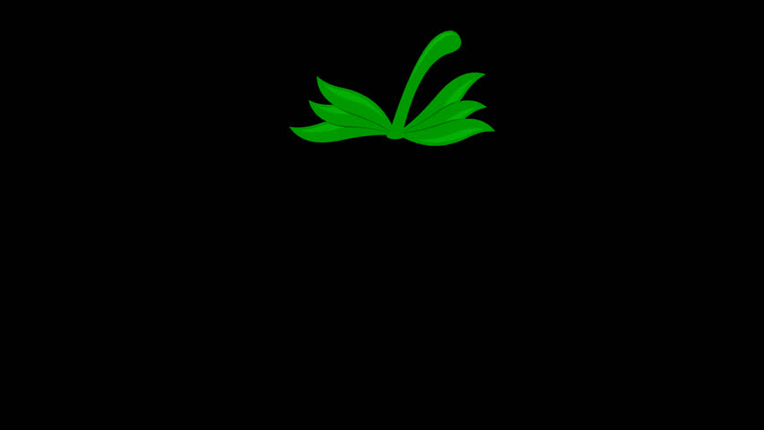 Shutterstock Video