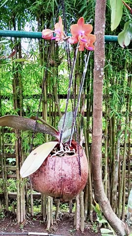 Orchids are planted inside dried coconuts, the flowers are brightly colored and contrasting. The flowers sway when the wind blows.