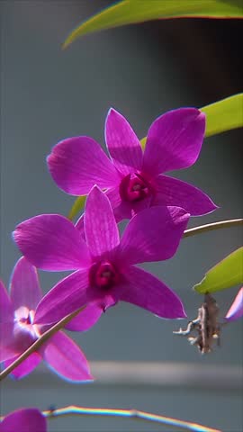 beautiful and charming orchid flowers