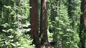 Frozen winter forest beautiful background video  - Powered by Shutterstock - Get 15% off with code: PIKWIZARD15