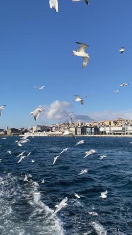 Seagulls fly in Istanbul along the Bosphorus Strait, avian life in motion over the water, ships docking near the vibrant cityscape. 
