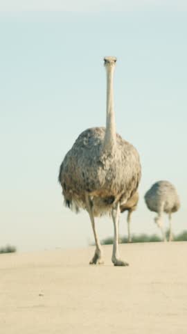 Female ostrich walking on a road in safari park