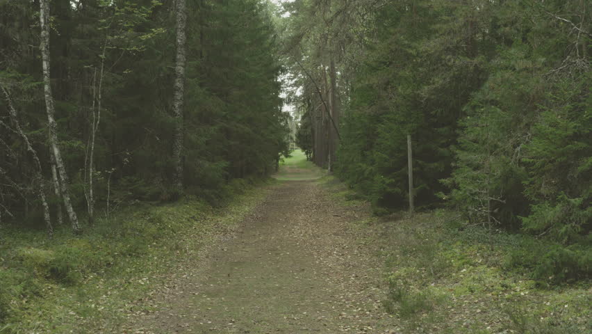 Ethereal drone footage gliding through Nordic forest corridor. Peaceful aerial perspective moving between birch and pine trees along nature trail