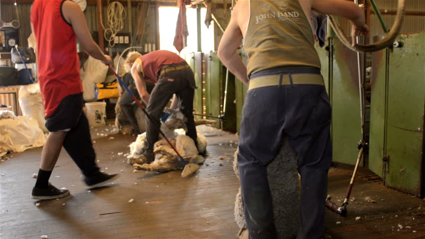 WOODANILLING, AUSTRALIA - November 21, 2012: A shearer dragging out a sheep