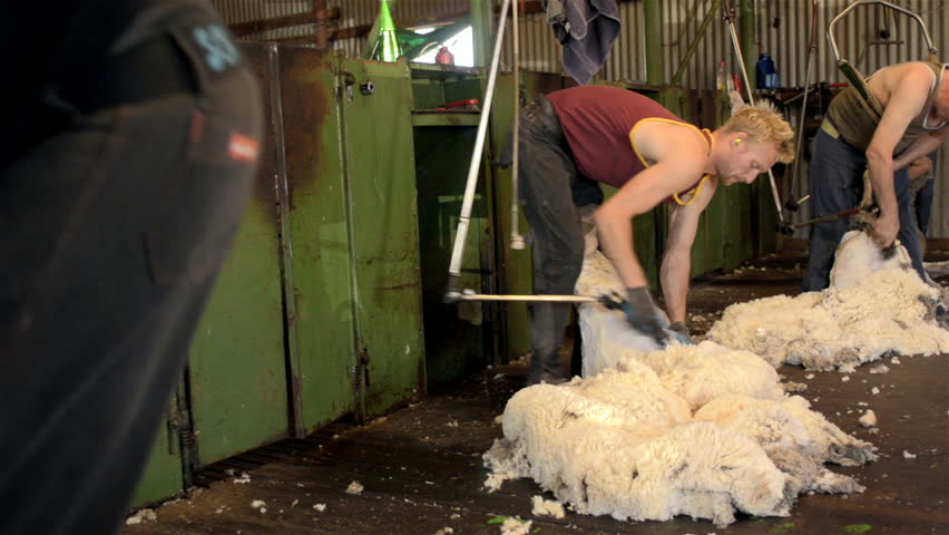WOODANILLING, AUSTRALIA - November 21, 2012: Shearers shearing merino sheep on