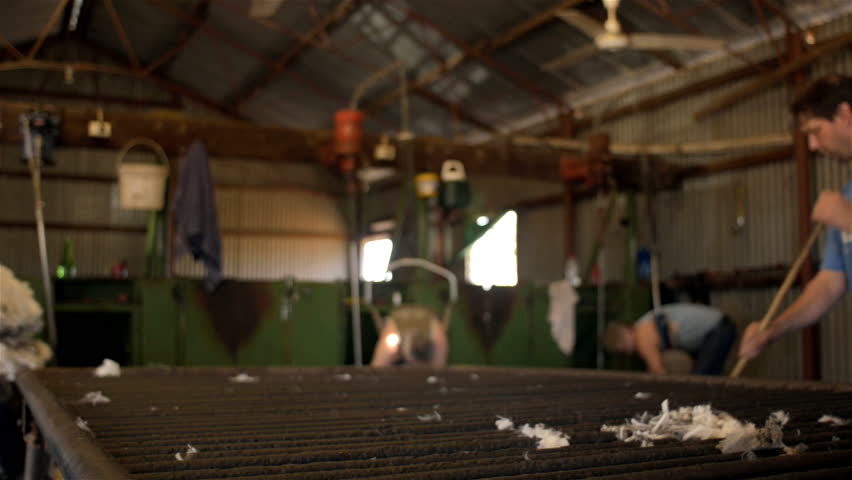 WOODANILLING, AUSTRALIA - November 21, 2012: Rousabout throwing a fleece of