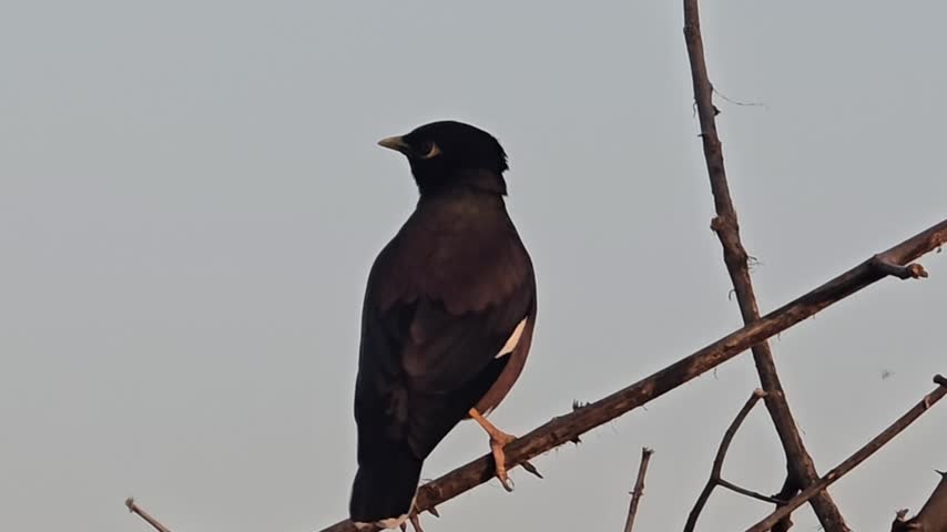 Common Myna Bird Singing or Mynah bird call