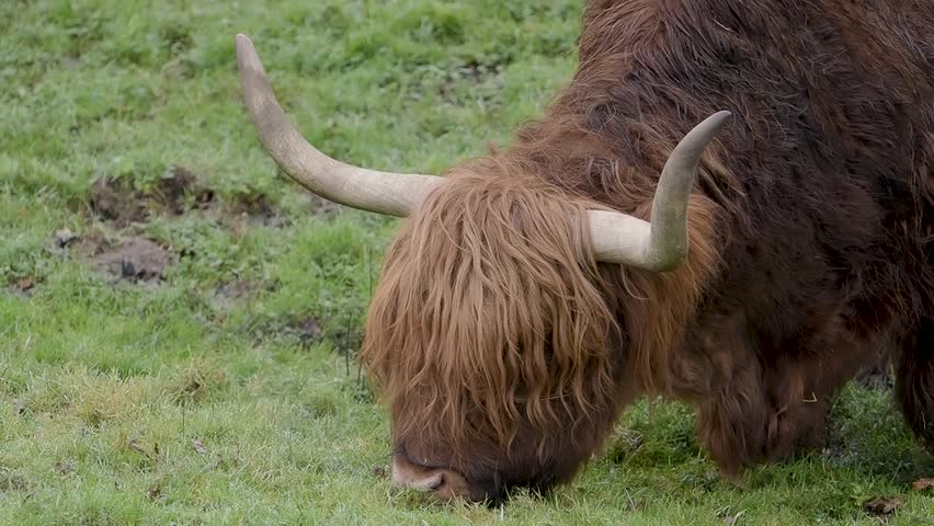 Highland Cattle Feeding on Grass
