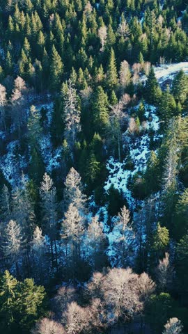 Aerial view of Black Forest, Schwarzwald, Germany at winter. Snowy pinetree tops with covered in snow big rocks. Amazing nature landscape. Vertical video