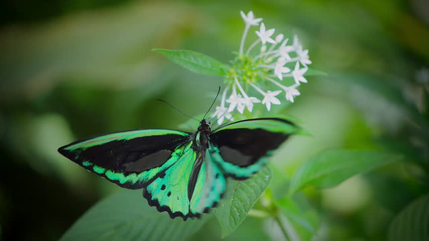 Slow motion of beautiful butterfly opening wings on a flower background.