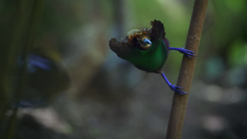 The magnificent bird-of-paradise (Cicinnurus magnificus) dancing in courtship display in forests of New Guinea, Indonesia.