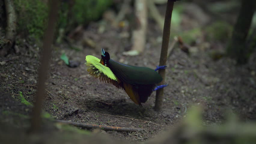 The magnificent bird-of-paradise (Cicinnurus magnificus) dancing in courtship display in forests of New Guinea, Indonesia.