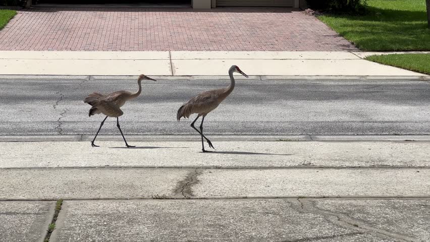 Injured sandhill crane with deformed wing walking with mate in a residential neighborhood.