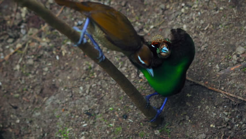 The magnificent bird-of-paradise (Cicinnurus magnificus) dancing in courtship display in forests of New Guinea, Indonesia.