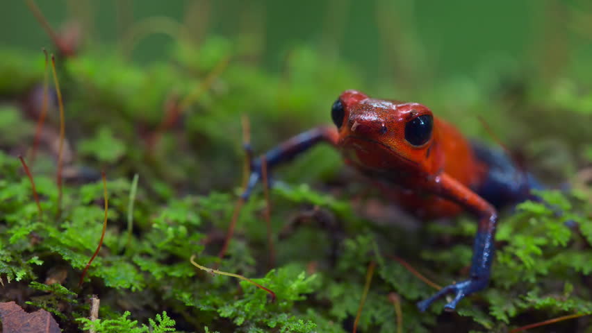 Strawberry poison dart frog or Blue jeans poison dart frog, (Oophaga pumilio) in forest, Bocas del Toro island, Panama. People use the frogs poison for blow darts and arrow poison.