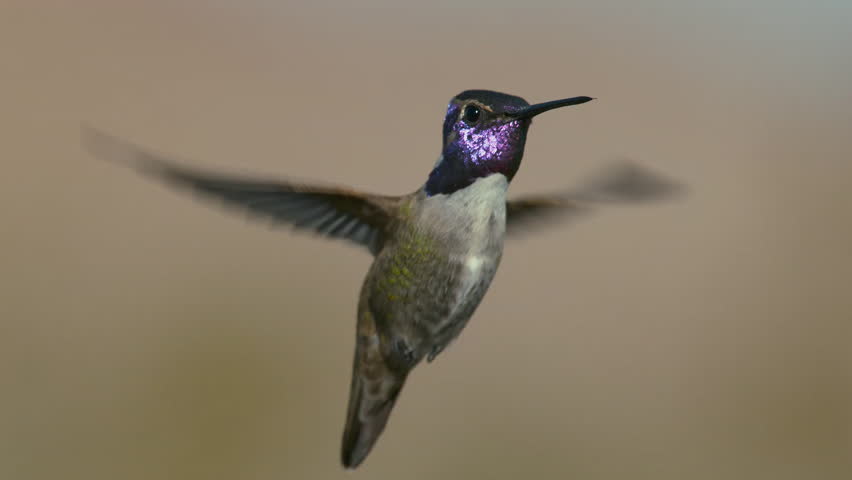Close up of Juvenile male Costa