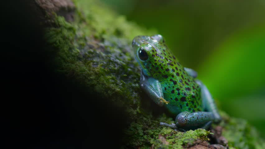 Green and black poison dart frog (Dendrobates auratus) in forest, Bocas del Toro island, Panama. People use the frog�s poison for blow darts and arrow poison.