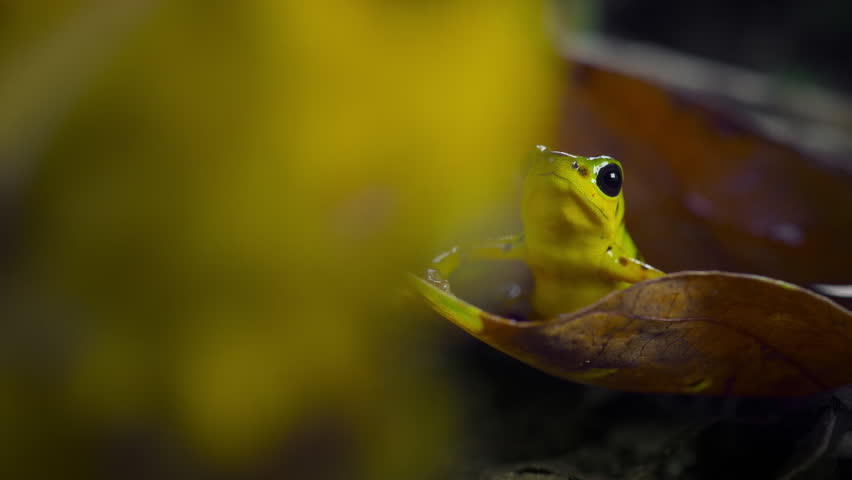 Green and black poison dart frog (Dendrobates auratus) in forest, Bocas del Toro island, Panama. People use the frog�s poison for blow darts and arrow poison.