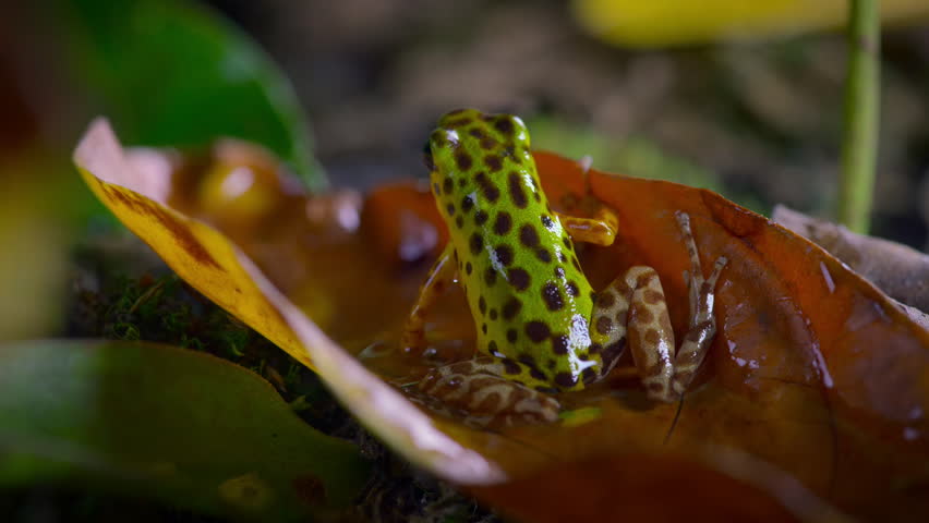 Green and black poison dart frog (Dendrobates auratus) in forest, Bocas del Toro island, Panama. People use the frog�s poison for blow darts and arrow poison.
