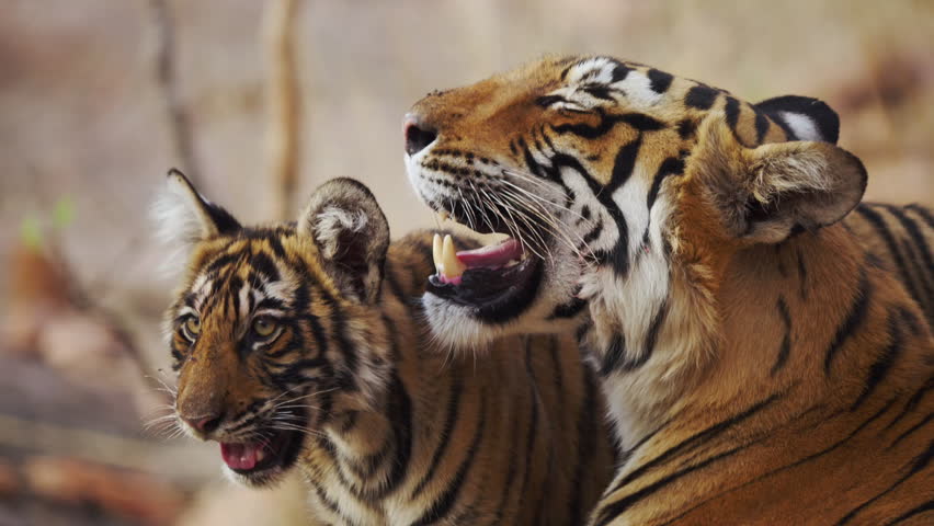 Close up of Royal bengal tiger playing with cubs in the wild.