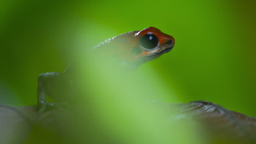 Strawberry poison red dart frog (Oophaga pumilio) in forest, Bocas del Toro island, Panama. People use the frog�s poison for blow darts and arrow poison.