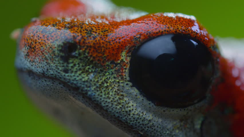 Strawberry poison red dart frog (Oophaga pumilio) in forest, Bocas del Toro island, Panama. People use the frog�s poison for blow darts and arrow poison.