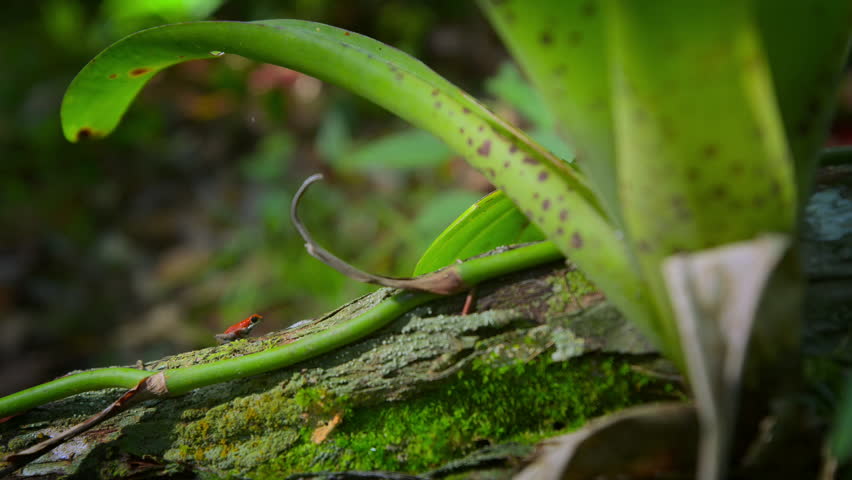 Strawberry poison red dart frog (Oophaga pumilio) in forest, Bocas del Toro island, Panama. People use the frog�s poison for blow darts and arrow poison.