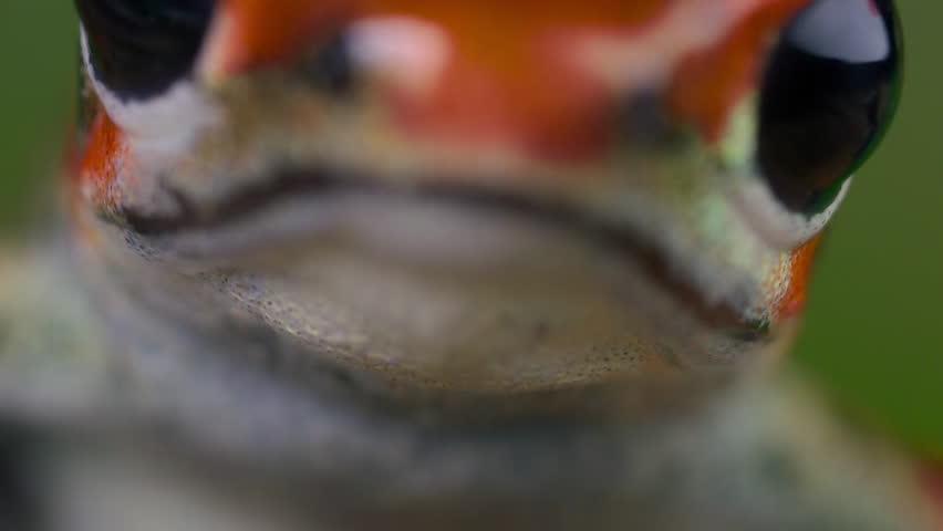 Strawberry poison red dart frog (Oophaga pumilio) in forest, Bocas del Toro island, Panama. People use the frog�s poison for blow darts and arrow poison.