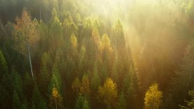 Fabulous landscape. Flight over an autumn forest in the morning light and light fog. Old deciduous forest in autumn - Powered by Shutterstock - Get 15% off with code: PIKWIZARD15