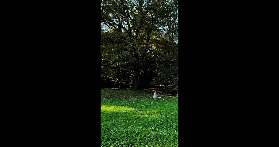 ducks at the municipal park on a sunny day