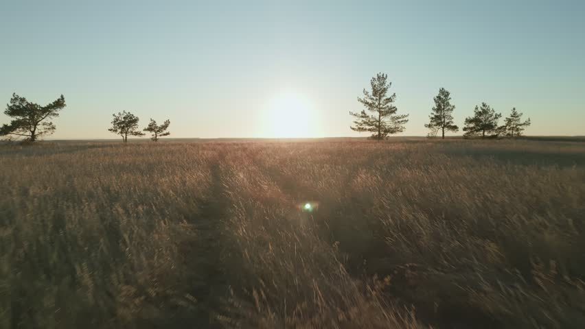 Golden sunset over vast grassland: a serene landscape