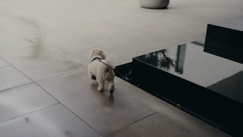 Small white dog on a leash walks on a tiled floor next to a modern water feature. The dog explores its surroundings in a contemporary architectural setting.