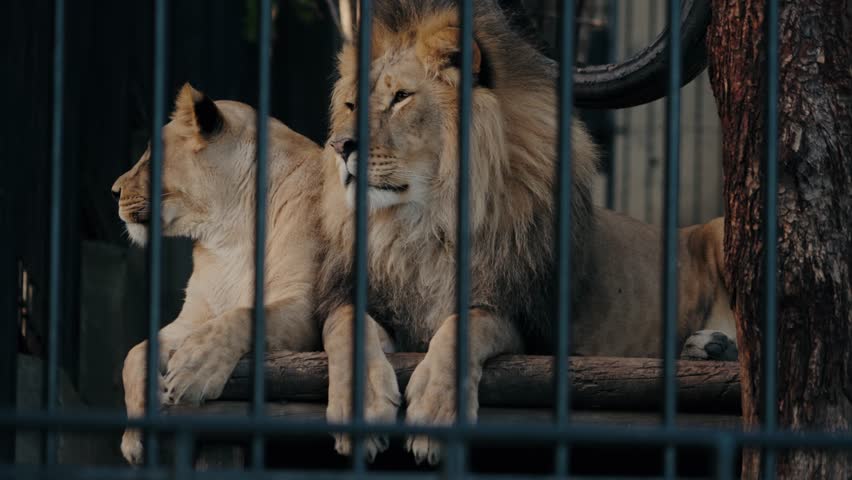 Lion and lioness relax in their zoo enclosure. The majestic animals lie down, resting on a wooden beam behind the bars. They gaze calmly at the visitors passing by.