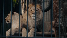 Lion and lioness relax in their zoo enclosure. The majestic animals lie down, resting on a wooden beam behind the bars. They gaze calmly at the visitors passing by. - Powered by Shutterstock - Get 15% off with code: PIKWIZARD15