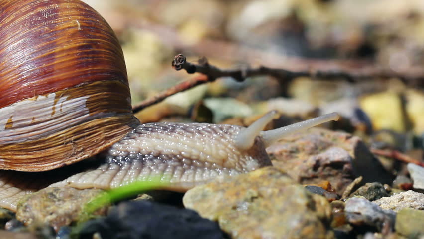 Land snail (Macro)