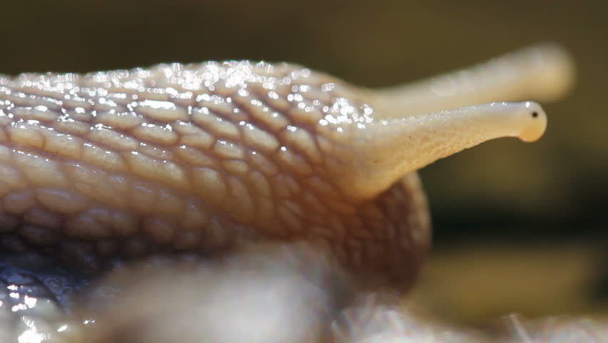 Snail tentacles (Macro)