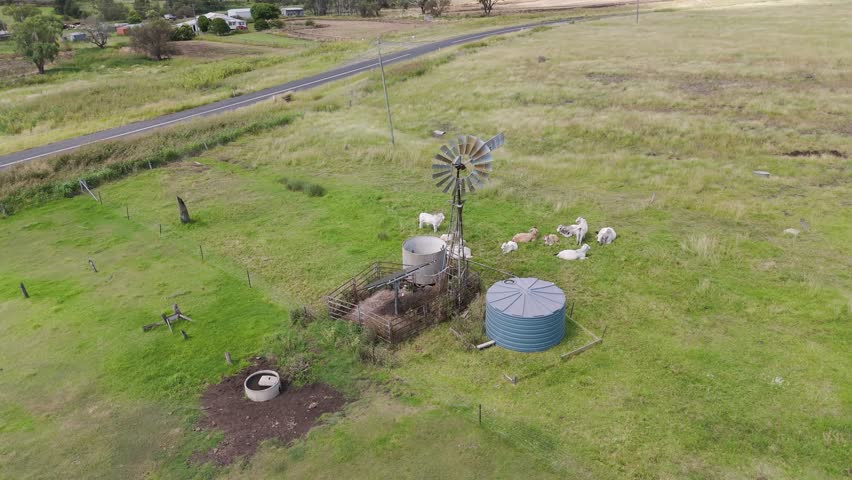 Cattle herd feeding near a windmill and tank