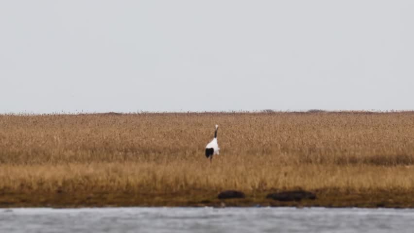 A family of Japanese cranes feed in a swamp