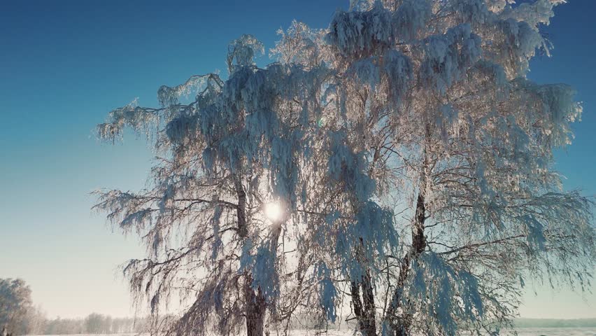 Frost-covered trees glisten under bright sunlight in a tranquil winter setting. The landscape features a clear blue sky and peaceful surroundings in a cold environment.
