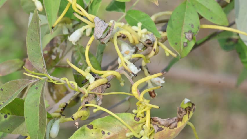 Cuscuta or Dodder flower. It is a genus of over species of yellow, orange or red parasitic plants. Its identified by its thin stems appearing leafless, with the leaves reduced to minute scales.Amarbel