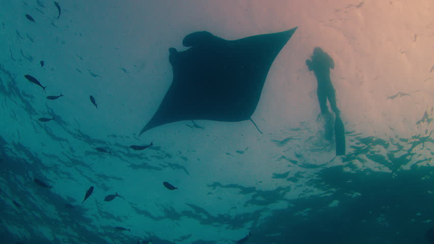 Silhouette of a person swimming in the ocean with the giant oceanic manta ray. Manta Ray trip on the island of Nusa Penida, Bali