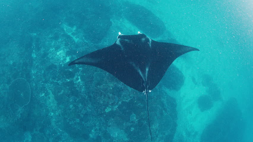 The giant oceanic manta ray, giant manta ray or oceanic manta ray, Mobula birostris swims in the ocean