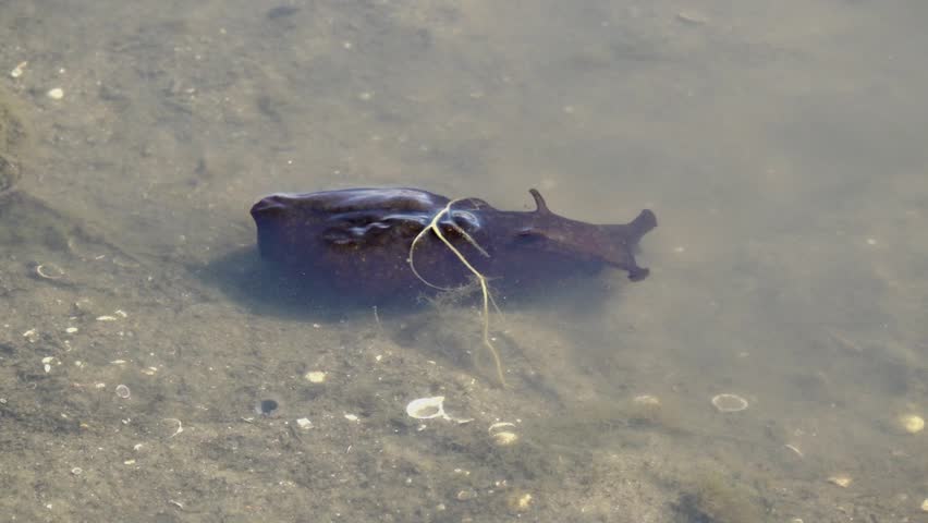 sea hare mooving in the stuary water
