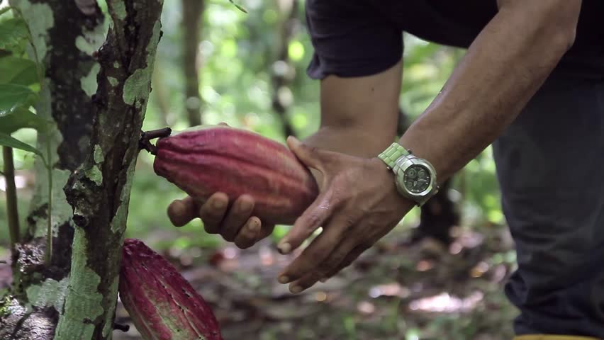 Cocoa Harvest and Climate Change. Hands of farmers gathering cocoa pods in a muddy plantation, showcasing the traditional harvesting process. Cocoa farming faces increasing threats from global warming