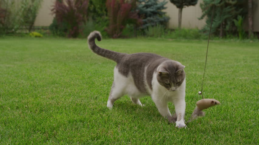 Curious cat playing with feather toy