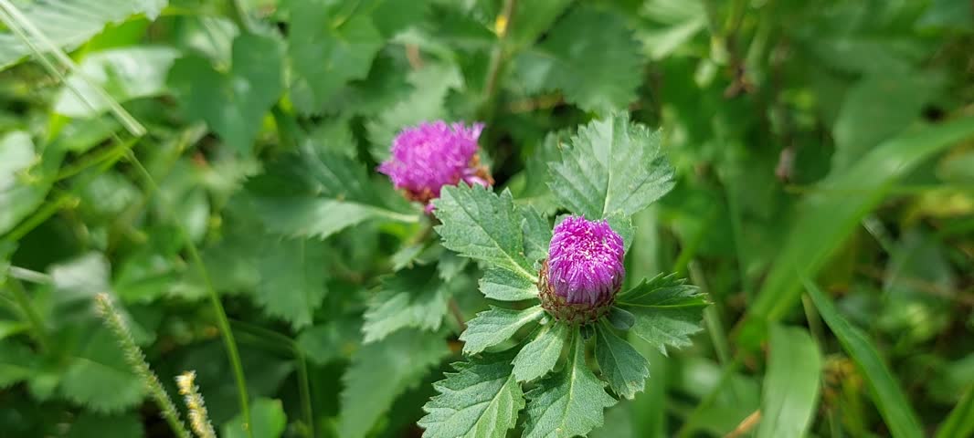 Beautyful macro purple flower view. Video taken in Passo, Ambon island, mollucas, east Indonesia in January  26,2025.