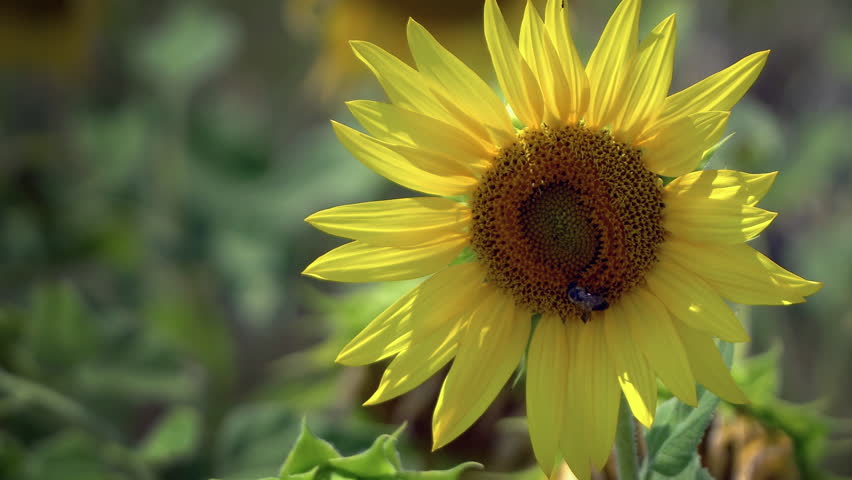 Soft focus- Beautiful sunflowers in summer