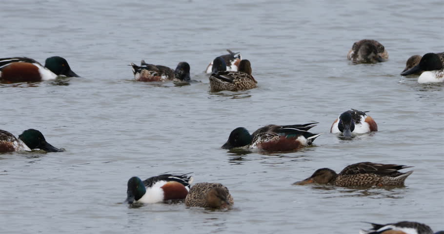 Northern shoveler, Spatula clypeata, the Camargue, France