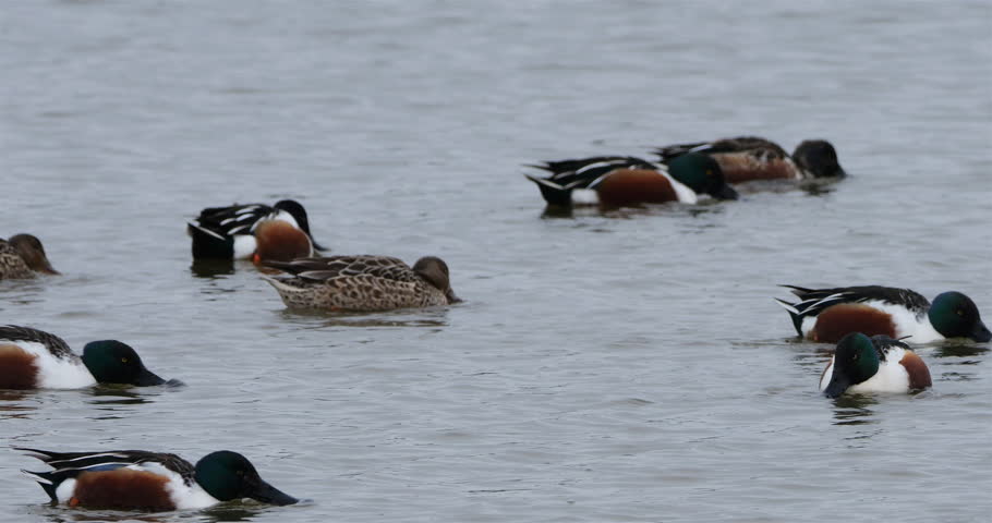 Northern shoveler, Spatula clypeata, the Camargue, France